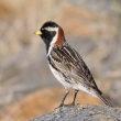 strnad severn (Calcarius lapponicus) - samec