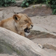 Lev pustinn - ZOO Amsterdam