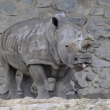 ZOO s nad Labem - nosoroec tuponos (Ceratotherium s. simum)