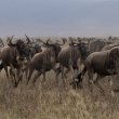 Tanznie - Ngorongoro - Pak han (Connochaetes taurinus)