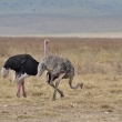 Tanznie - Ngorongoro - Ptros dvouprst (Struthio camelus)