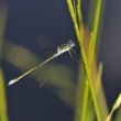 dlatka pskovan (Lestes sponsa)