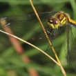 Vka tmav (Sympetrum danae) - samika