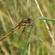 Vka tmav (Sympetrum danae) - samika