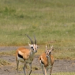 Kea - NP Nakuru - Gazela Thomsonova (Gazella thomsonii)