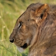 Kea - Masai Mara - Lev pustinn (Panthera leo)