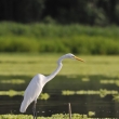 Peru - NR Pacaya Samiria - volavka bl (Ardea alba)