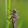 larva dla