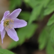 Sasanka hajn (Anemone nemorosa)