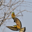 Kea - Masai Mara - Vlha mal (Merops pusillus)