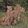 Kea - Masai Mara - Lev pustinn (Panthera leo)