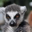 Lemur kata - ZOO Praha