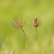 Krun hory - Krsn Lpa (PP Lorberova louka) - odkvetl koniklec oteven (Pulsatilla patens)