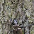 krajnk hnd (Calosoma inquisitor)