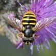 pestenka tich (Sericomyia silentis)