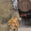 Tanznie - Ngorongoro - Lev pustinn (Panthera leo)