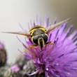 pestenka tich (Sericomyia silentis)