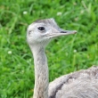 Nandu pampov - ZOO st nad Labem