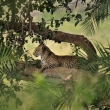 Tanznie - NP Serengeti - Levhart skvrnit (Panthera pardus)