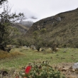 Peru - NP Huascarn