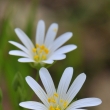 Ptainec velkokvt (Stellaria holostea)