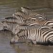 Tanznie - NP Serengeti - Zebra stepn (Equus quagga)