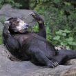 ZOO st nad Labem - medvd malajsk (Helarctos malayanus)