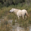 Francie - Camargue