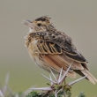 Tanznie - Ngorongoro - Skivan promnliv (Mirafra africana)