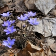 Jaternk podlka (Hepatica nobilis)