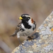 strnad severn (Calcarius lapponicus) - samec