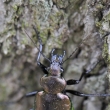 krajnk hnd (Calosoma inquisitor)