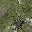 Peru - NP Manu - biovec z rodu Phrynus