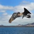 Galapgy - pelikn hnd, v pozad ostrov Bartolome (3)