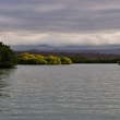 Galapgy - mangrovy u ostrova Santa Cruz (67)