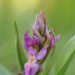 prstnatec bezov (Dactylorhiza sambucina)