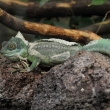 Baziliek zelen - ZOO Amsterdam