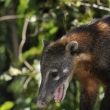 Peru - NP Manu - nosl erven (Nasua nasua)