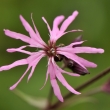 kohoutek lun (Lychnis flos-cuculi)