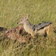 Kea - Masai Mara - akal abrakov (Canis mesomelas)