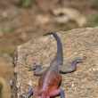 Tanznie - NP Serengeti - Agama mwanzae