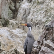 Peru - Nrodn rezervace Ballestsk ostrovy - kormorn rudonoh (Phalacrocorax Gaimardi)