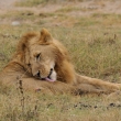 Tanznie - Ngorongoro - Lev pustinn (Panthera leo)