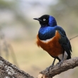 Tanznie - NP Serengeti - Leskoptev ndhern (tbarv) (Lamprotornis superbus)