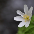 Sasanka hajn (Anemone nemorosa)