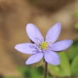 jaternk podka (Hepatica nobilis)