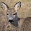 ZOOpark Chomutov - srnec obecn (srna) (Capreolus capreolus)