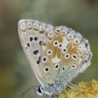 Modrsek tmavohnd (Aricia agestis)