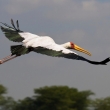 Kea - Naivasha - Nesyt africk (Mycteria ibis)