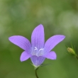 zvonek rozkladit (Campanula patula)